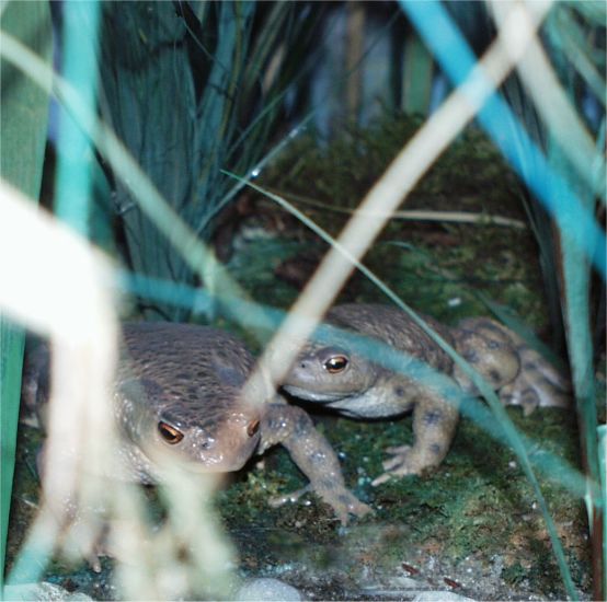 ../Images/016 Erdkroeten 11022004.jpg